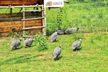 Gniezno Siatki przeciw ptakom - Zabezpieczenie przed drapieżnymi ptakami Sklep Gniezno